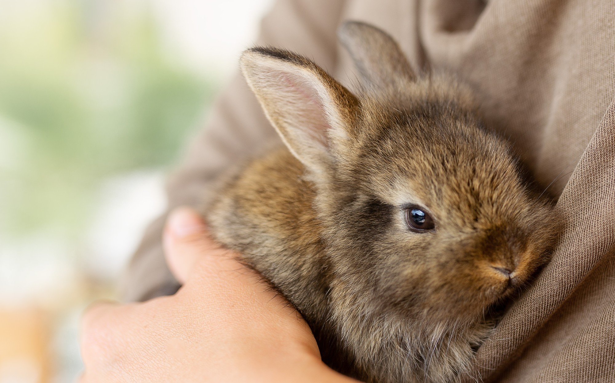 The,Girl,With,The,Rabbit.,Holding,Cute,Fluffy,Bunny.friendship,With