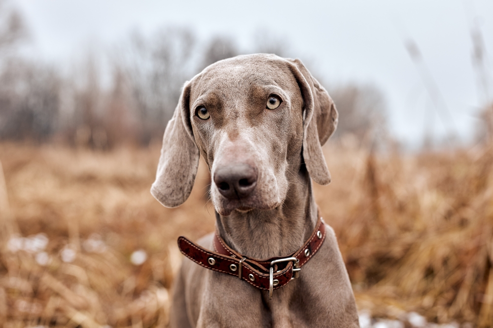 Beautiful,Gray,Purebred,Weimaraner,Dog,Standing,In,Autumn,Day.,Large