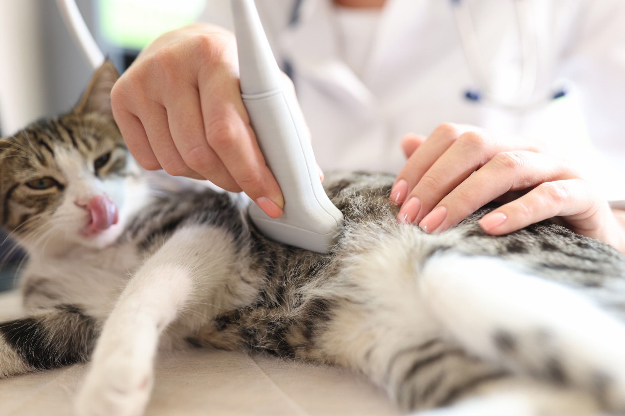 Close-up,Of,Cat,Having,Ultrasound,Scan,In,Vet,Office.,Veterinary