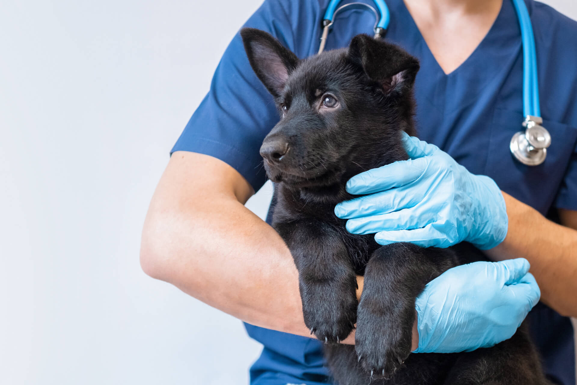 doctor caring Dog