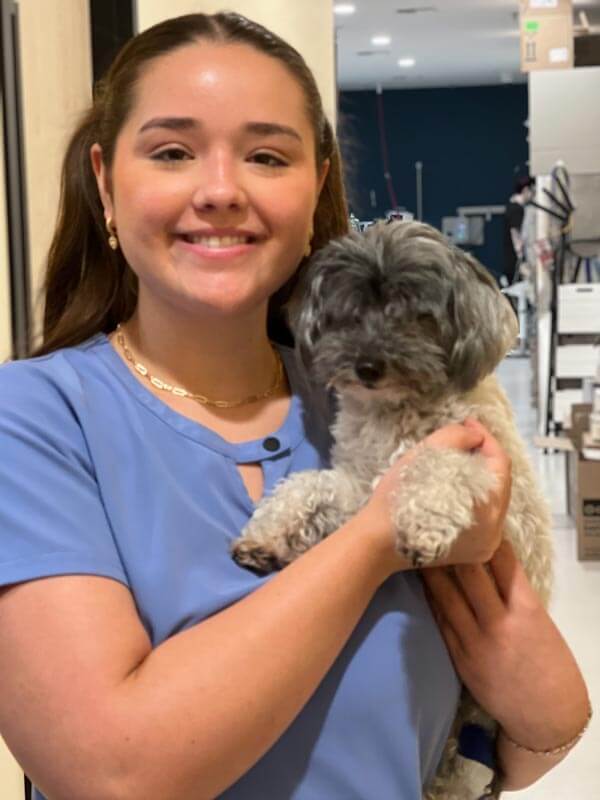 Bichon Shih Tzu Mix puppy at vets being examined by vet