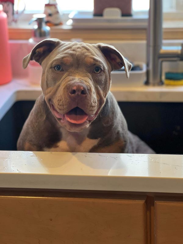 merican Pit Bull Stafford Terrier "Porkchop"