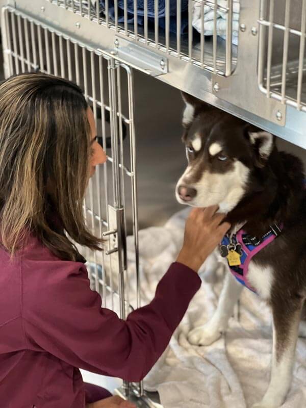 Hispanic veterinarian examining