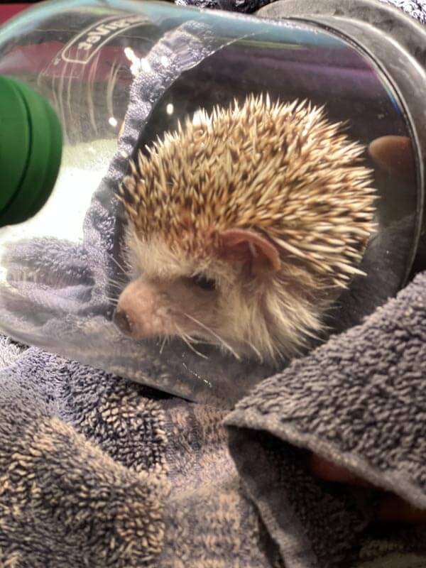 African dwarf hedgehog