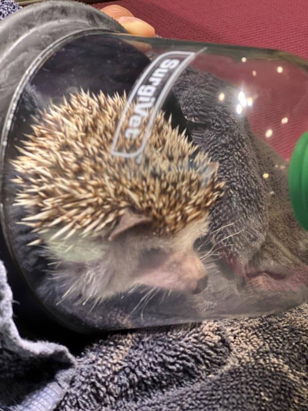 Baby hedgehog