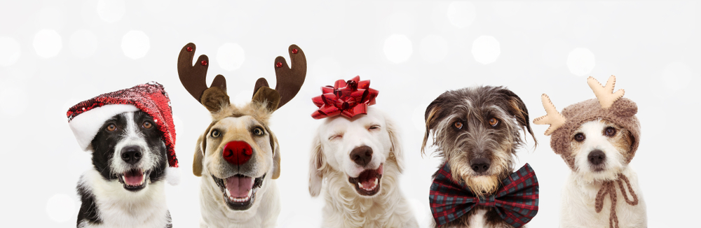 Banner,Five,Dogs,Celebrating,Christmas,Holidays,Wearing,A,Red,Santa