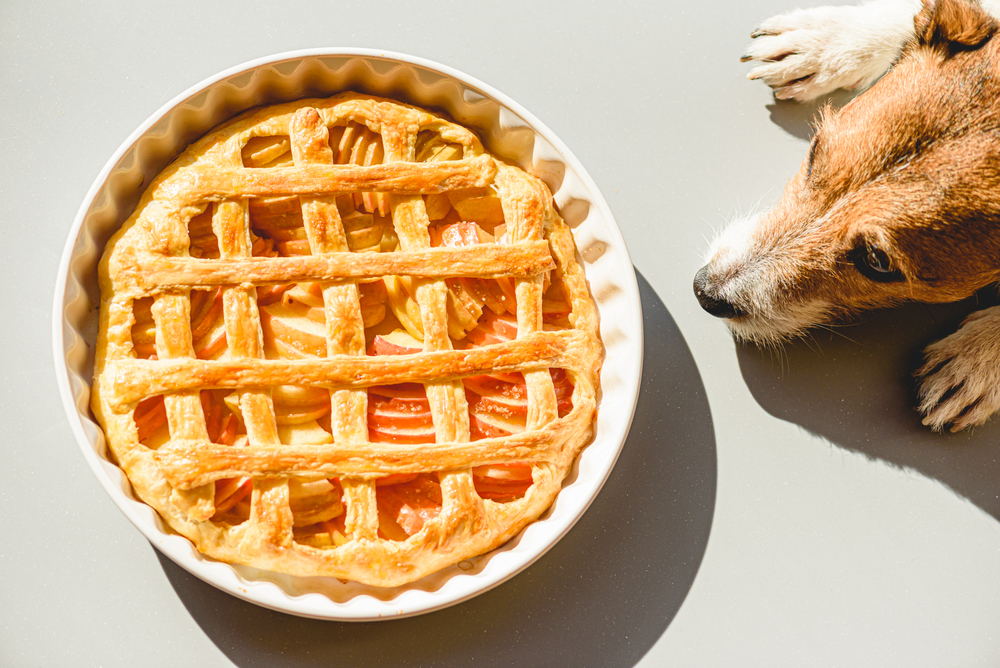 Family,Pet,Dog,Wishing,Traditional,Apple,Pie,Made,For,Thanksgiving