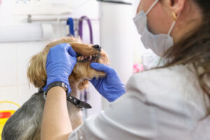 Veterinarian,Examines,A,Dog,Teeth.,Consultation,With,A,Veterinarian.,Close