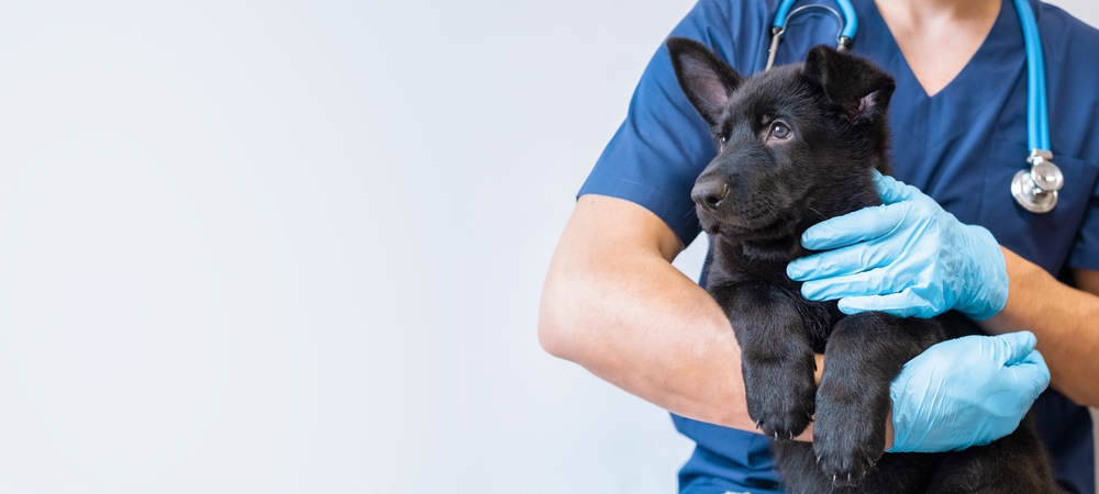 A veterinarian holding a dog in need of surgery for a medical issue