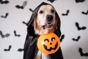 A,Dog,Dressed,In,A,Witch,Costume,For,Halloween.,A