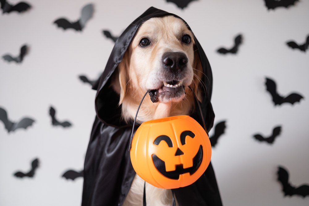 A,Dog,Dressed,In,A,Witch,Costume,For,Halloween.,A