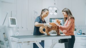 Young,Attractive,Cat,Owner,Holds,Her,Beloved,Red,Pet,Maine