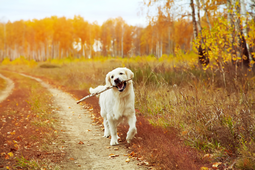 Young,Golden,Retriever,For,A,Walk,In,Nature.,Dog,Breed