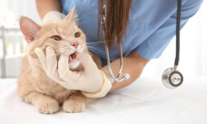 Veterinarian,Examining,Cat,Teeth,In,Clinic