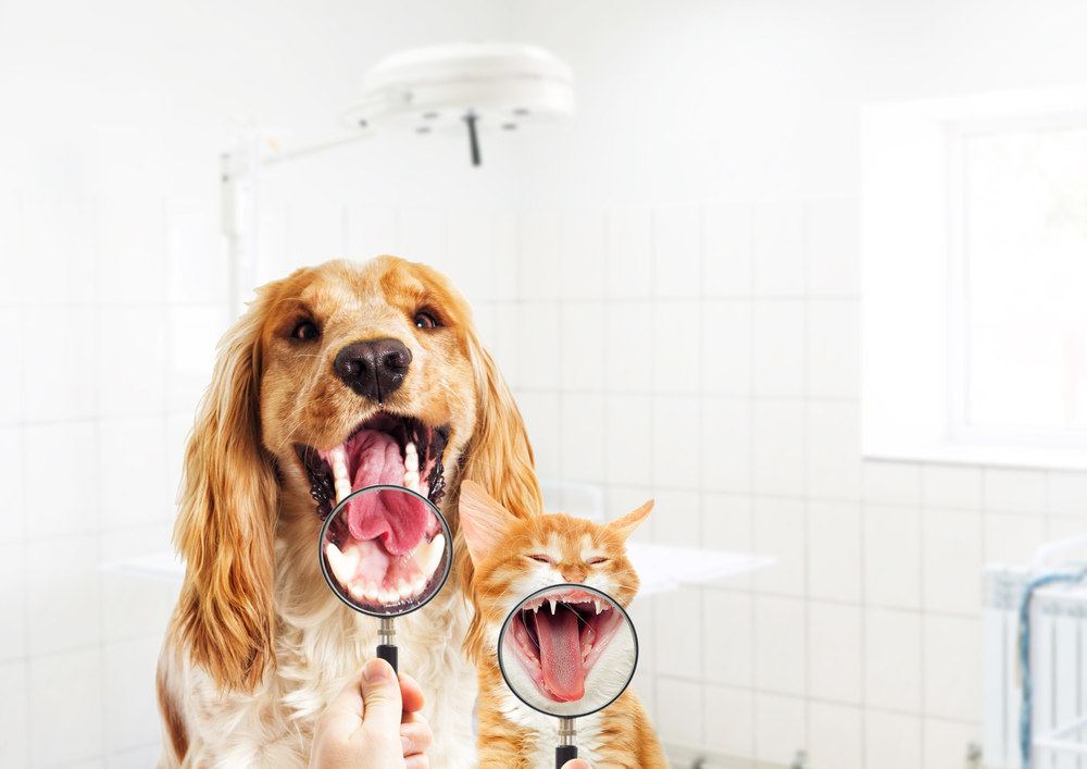 Vet,Looks,Dog,And,Kitten,Teeth,,A,Magnifying,Glass