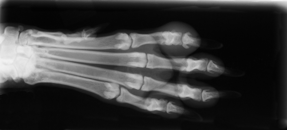 An example of Radiology for an animal's paw