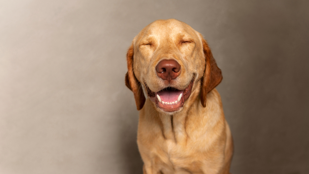 A happy dog after receiving a Dental Cleaning 