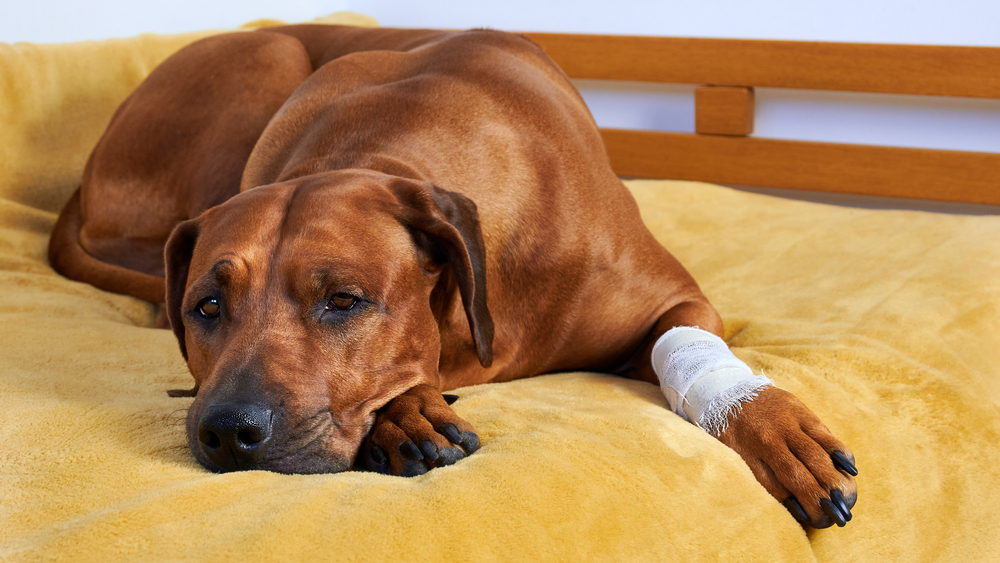 A dog with a bandage on his leg after receiving Laceration & Wound Repair