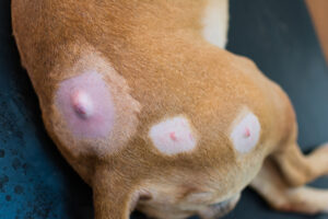 dog with lumps on his skin before the surgery