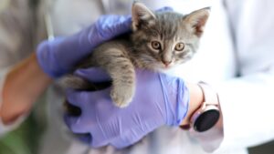 veterinarian holding small kitten in hands