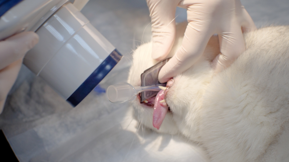 A cat receiving Veterinary Dental X-Rays