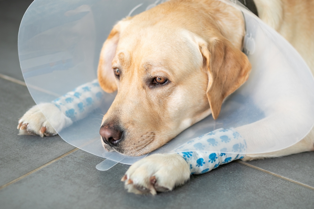 A dog with bandages and a con after going to a Walk-In Urgent Care