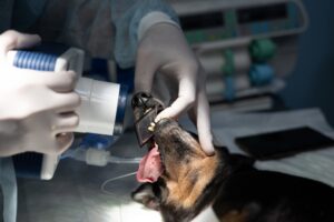 A veterinary dentist makes an x-ray of a dog's tooth under anesthesia
