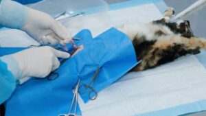 Choose the Best Neuter Clinic