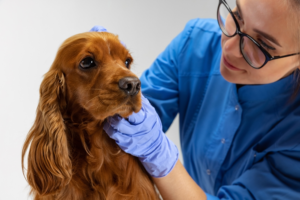 Happy Tails Animal Hospital | Finding a Trusted Veterinarian in Renton for Complete Pet Care Veterinarian in Renton