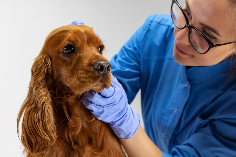Veterinarian in Renton