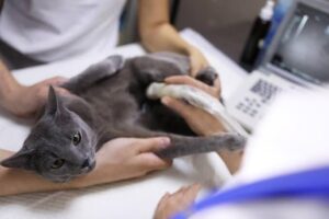 Veterinary Care