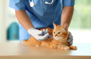 Pet Vaccinations