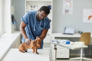 Veterinary Checkup